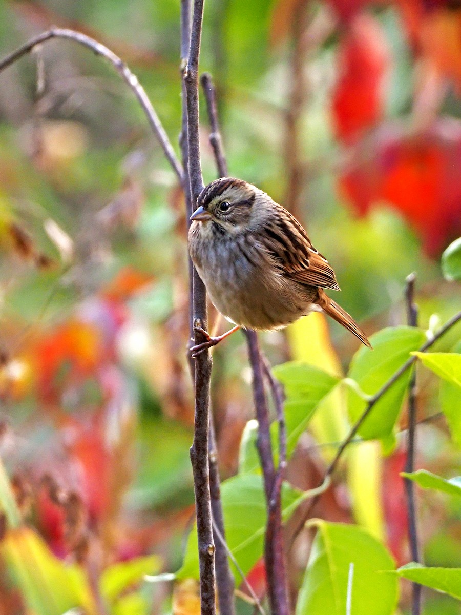 Swamp Sparrow - ML271756921