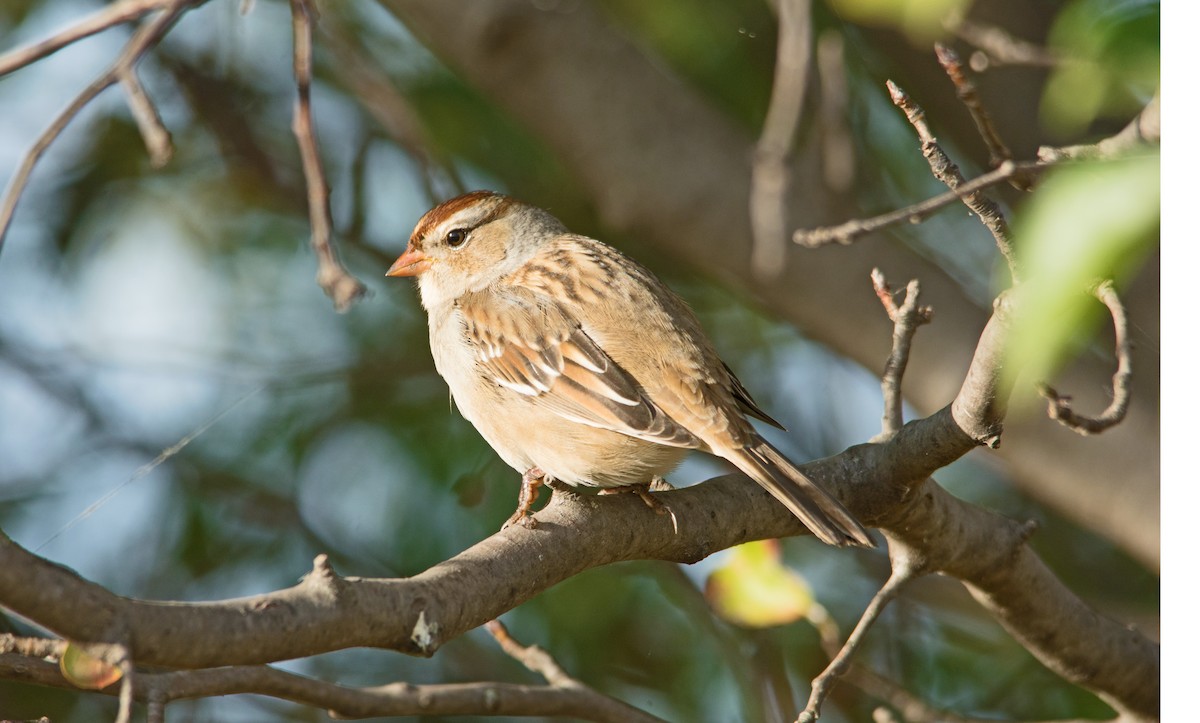 White-crowned Sparrow - ML271759161