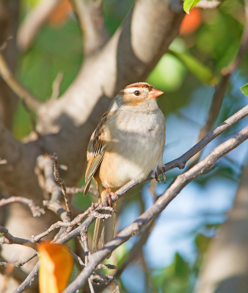 White-crowned Sparrow - ML271759201