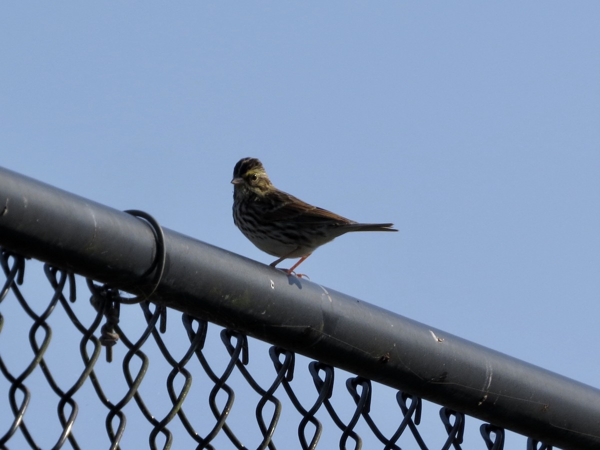 Savannah Sparrow - ML271759241