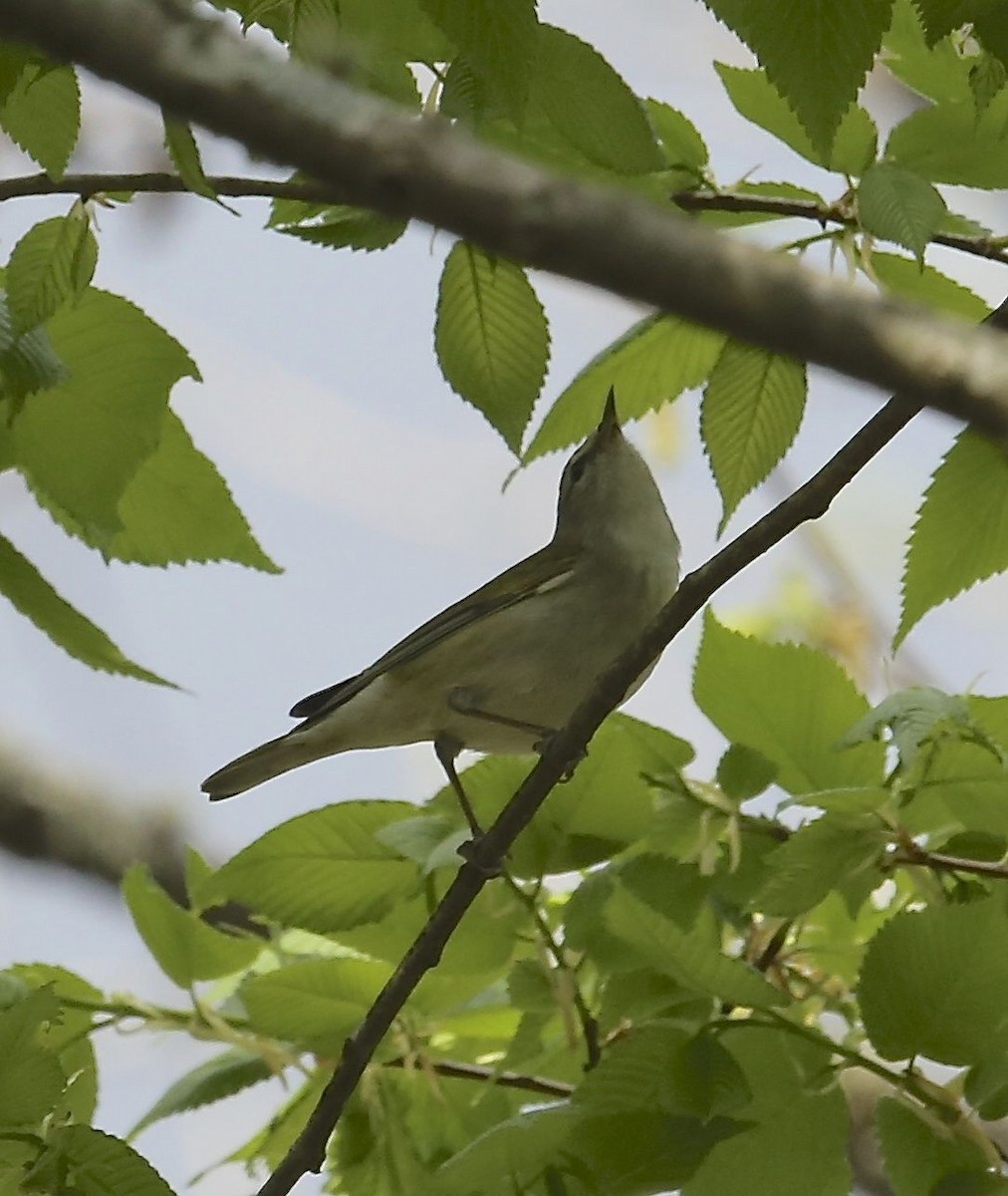 Tennessee Warbler - Charles Lyon