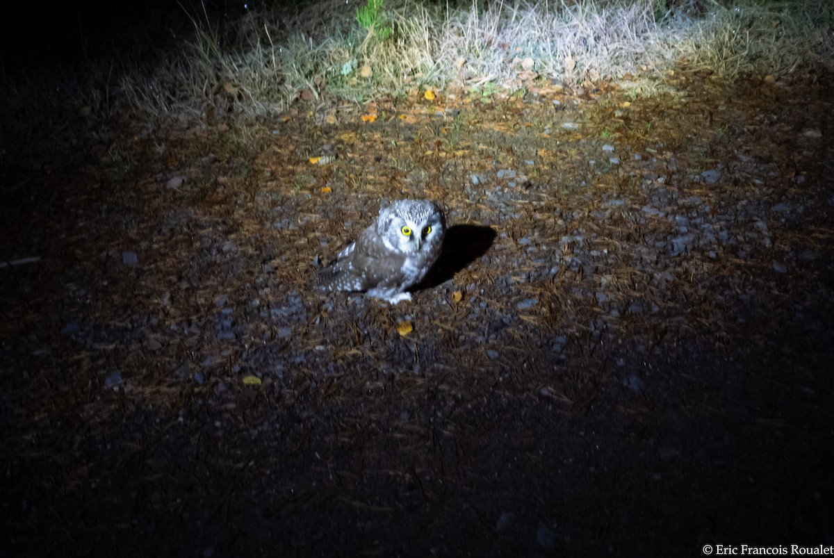 Boreal Owl - ML271771041