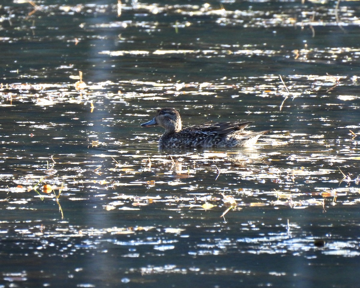 Green-winged Teal - ML271773061