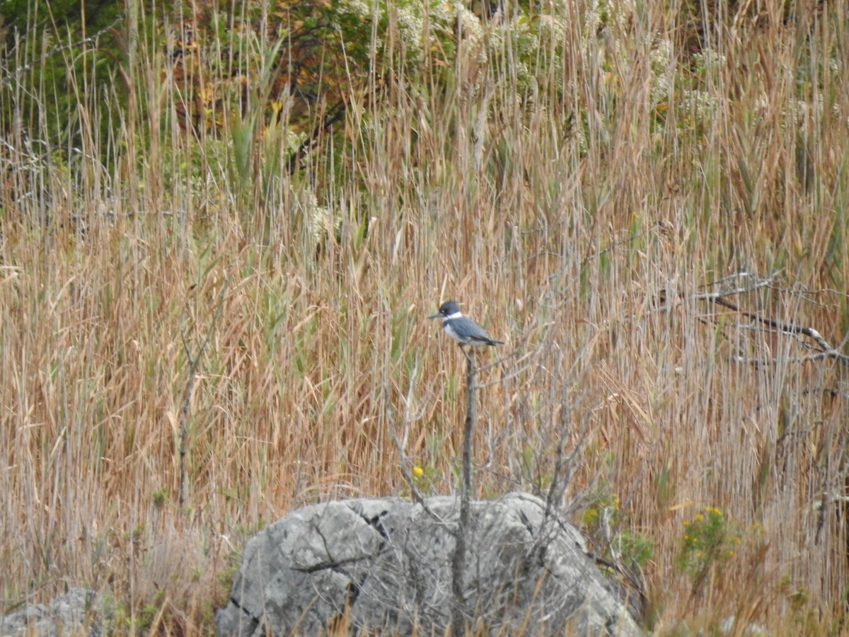 Belted Kingfisher - ML271788741