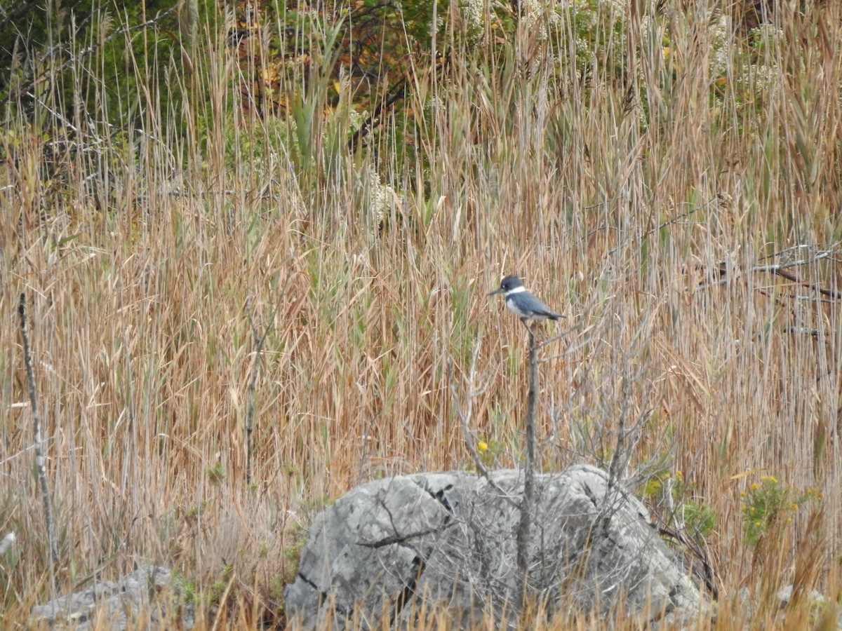 Belted Kingfisher - ML271788771