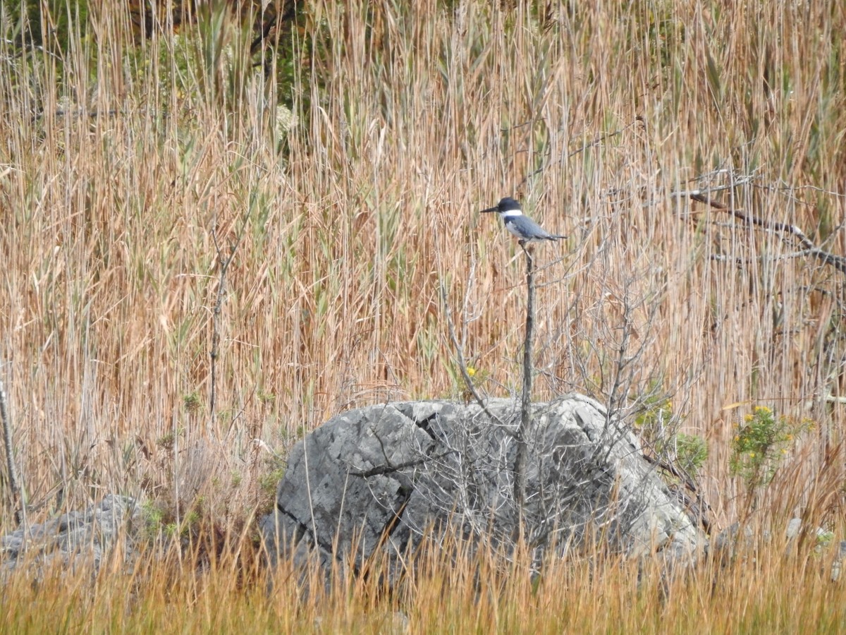 Belted Kingfisher - ML271788781