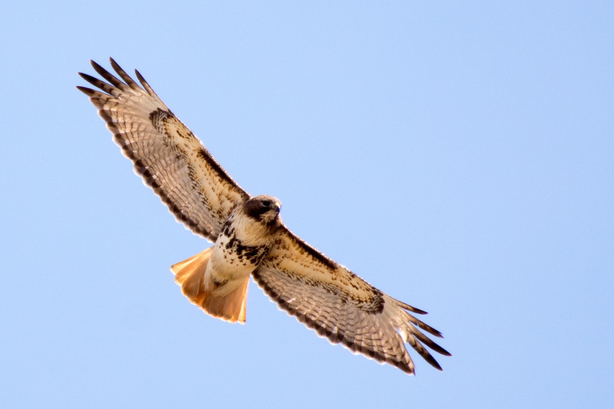 Red-tailed Hawk - Jean-Sébastien Guénette