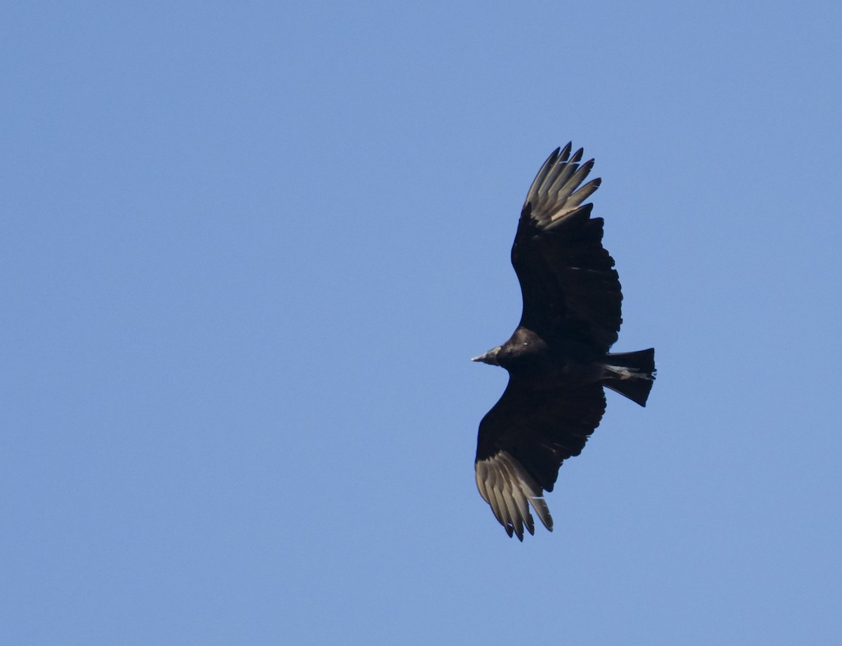 Black Vulture - ML271795021