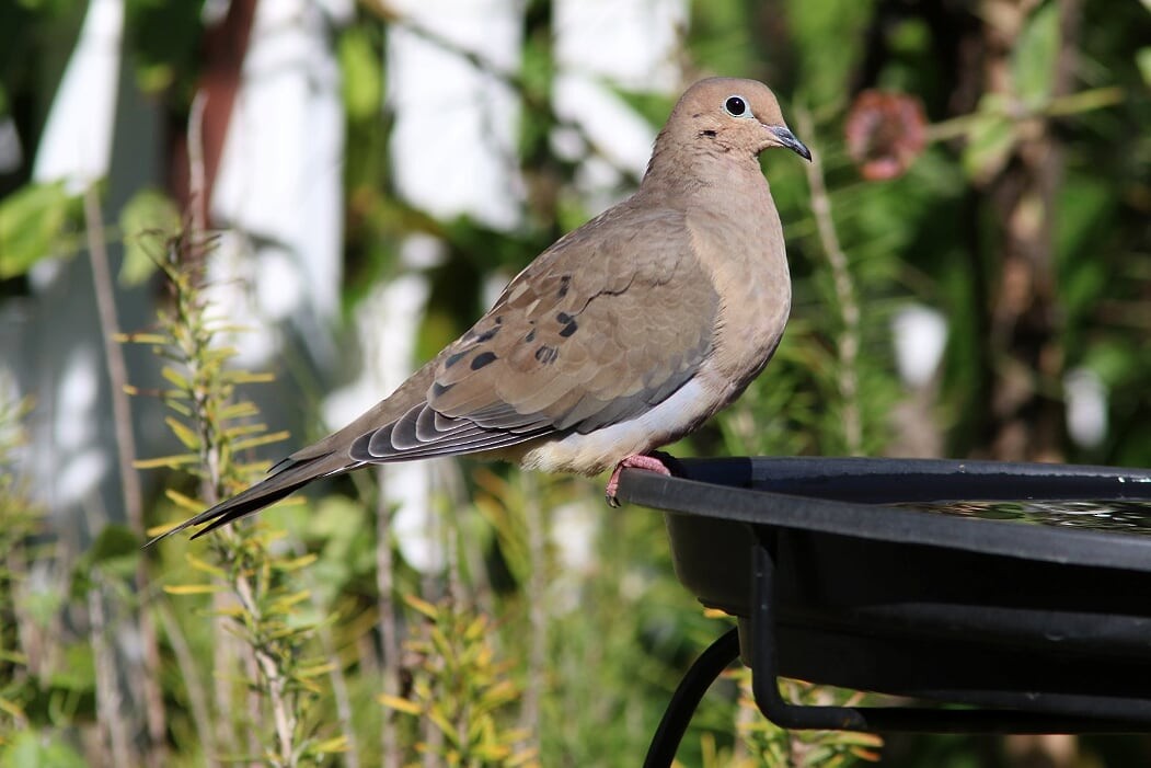 Mourning Dove - Tammy Conklin