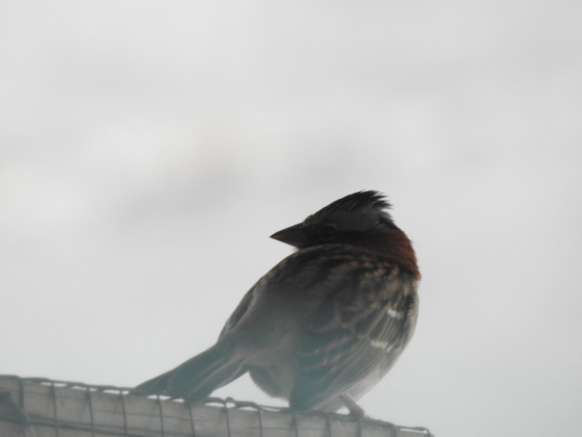 Rufous-collared Sparrow - ML271799201