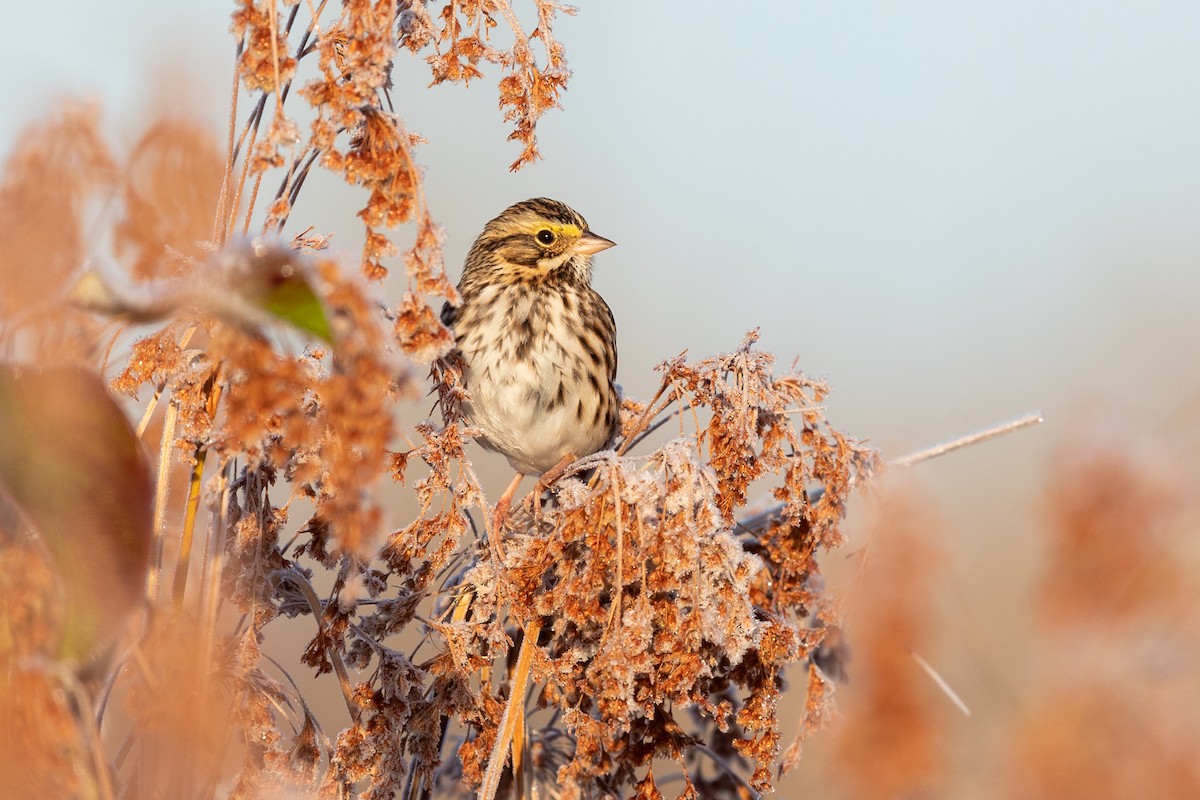 Savannah Sparrow - ML271801781