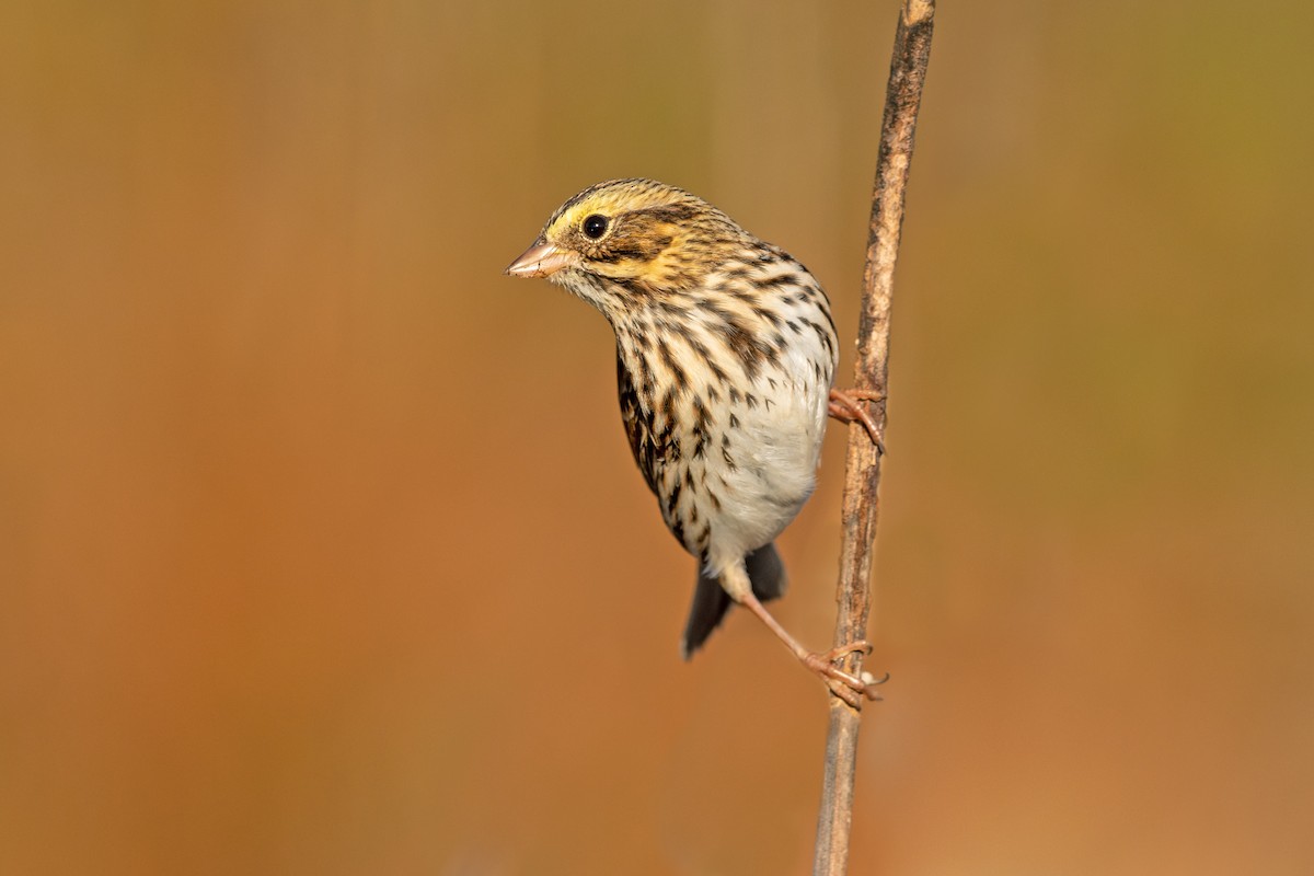 Savannah Sparrow - ML271802051