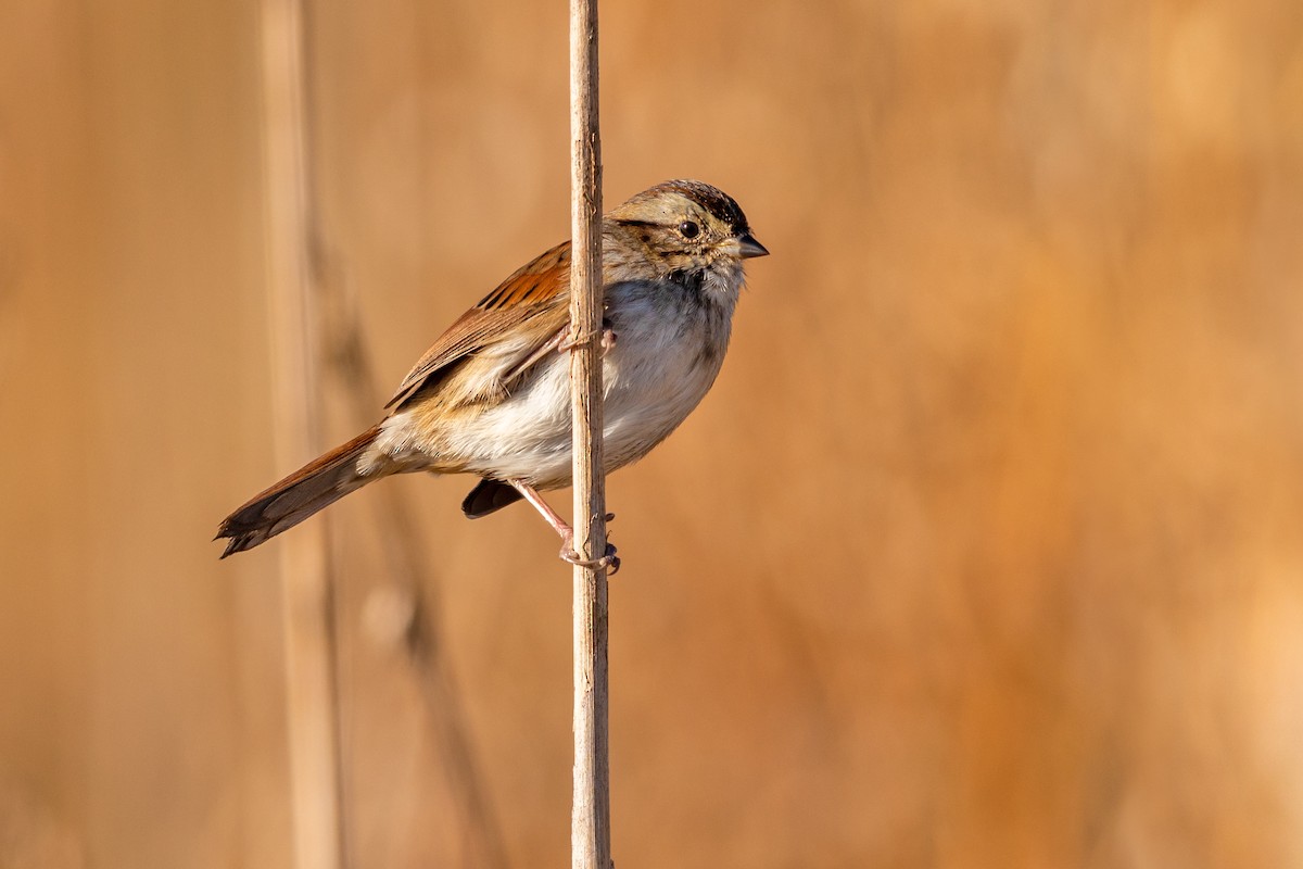 Swamp Sparrow - ML271802101