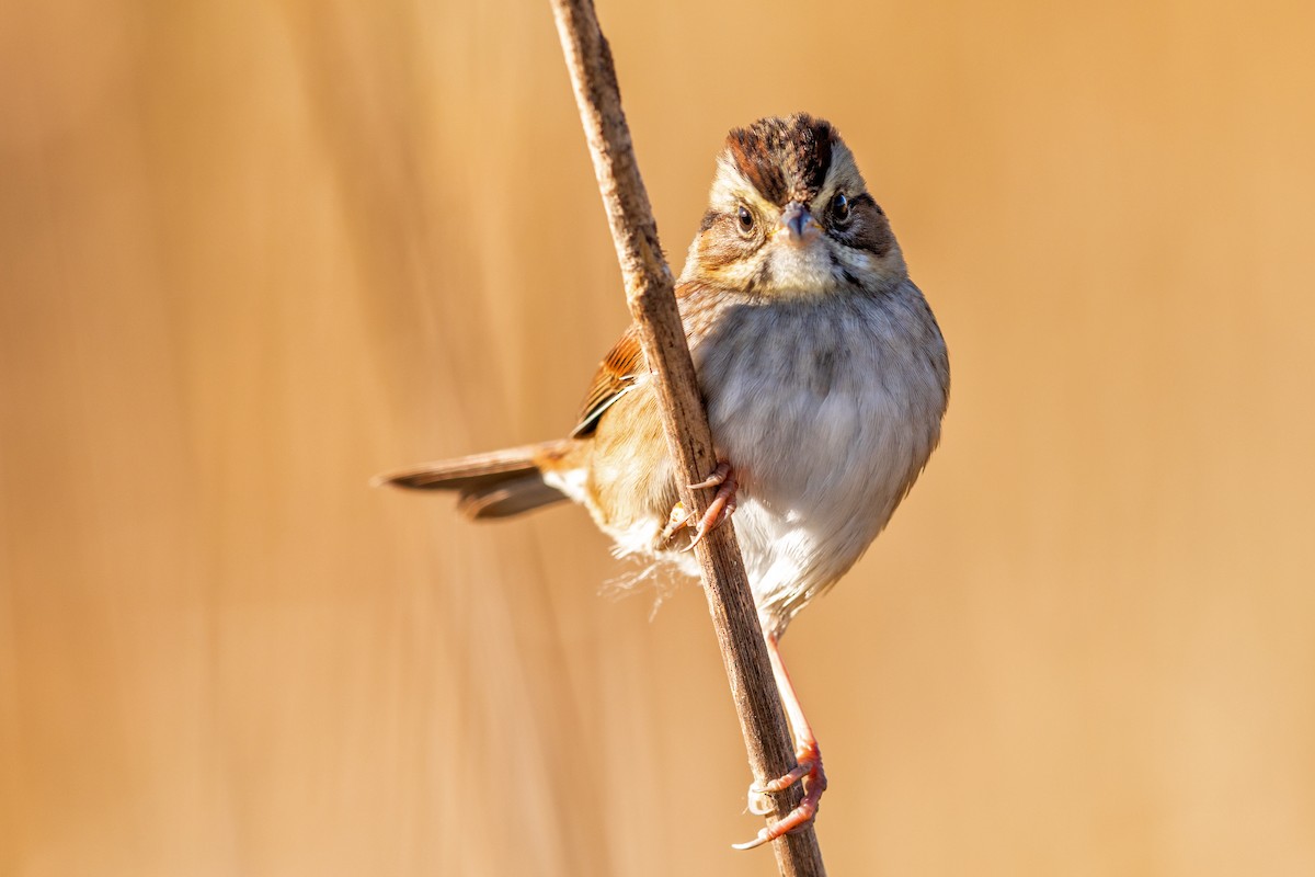 Swamp Sparrow - ML271802171