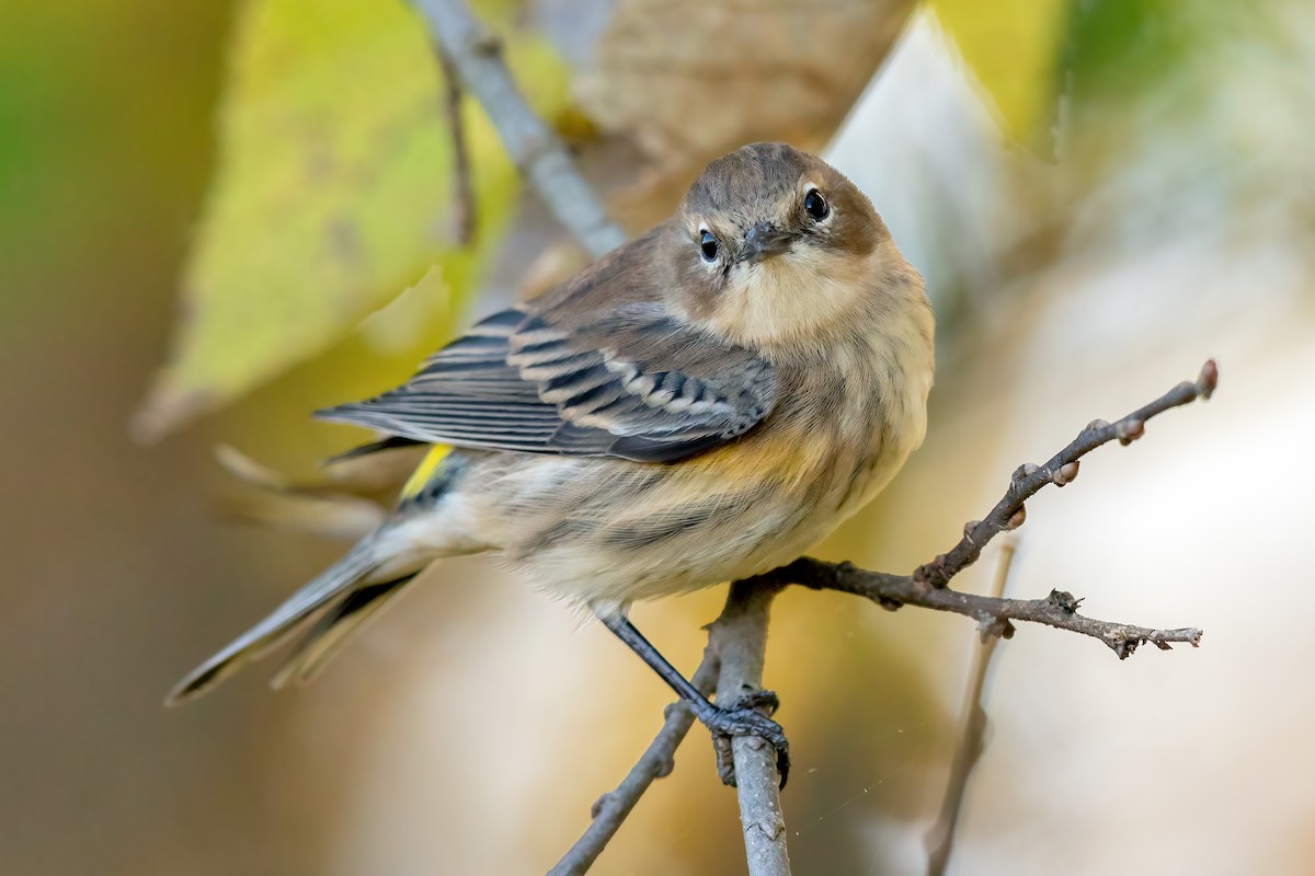Yellow-rumped Warbler (Myrtle) - Brad Imhoff
