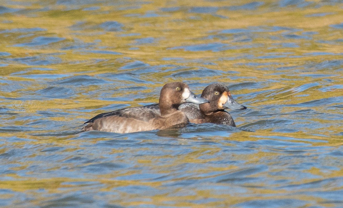 Greater Scaup - bill chan
