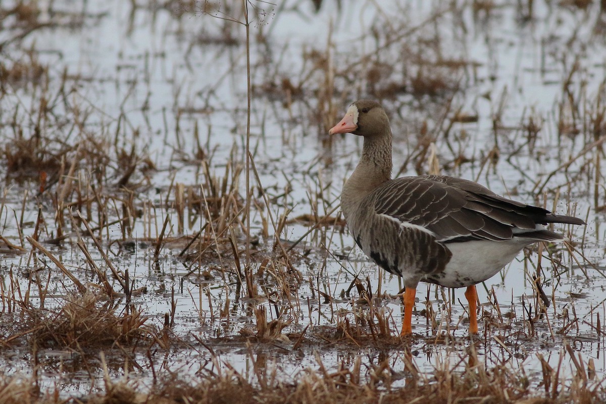 Greater White-fronted Goose - ML271806181