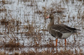 Greater White-fronted Goose, ML271806181