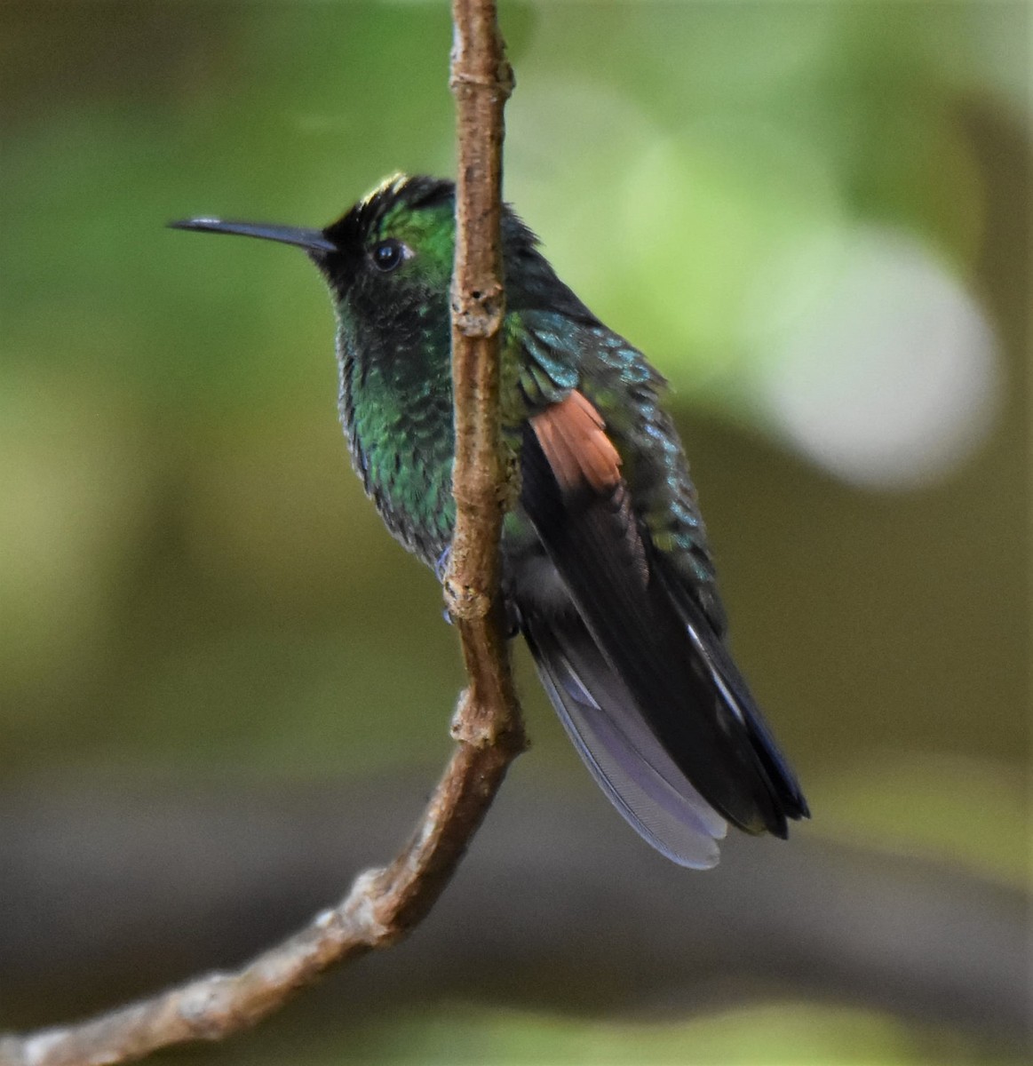 Stripe-tailed Hummingbird - Ken Milender