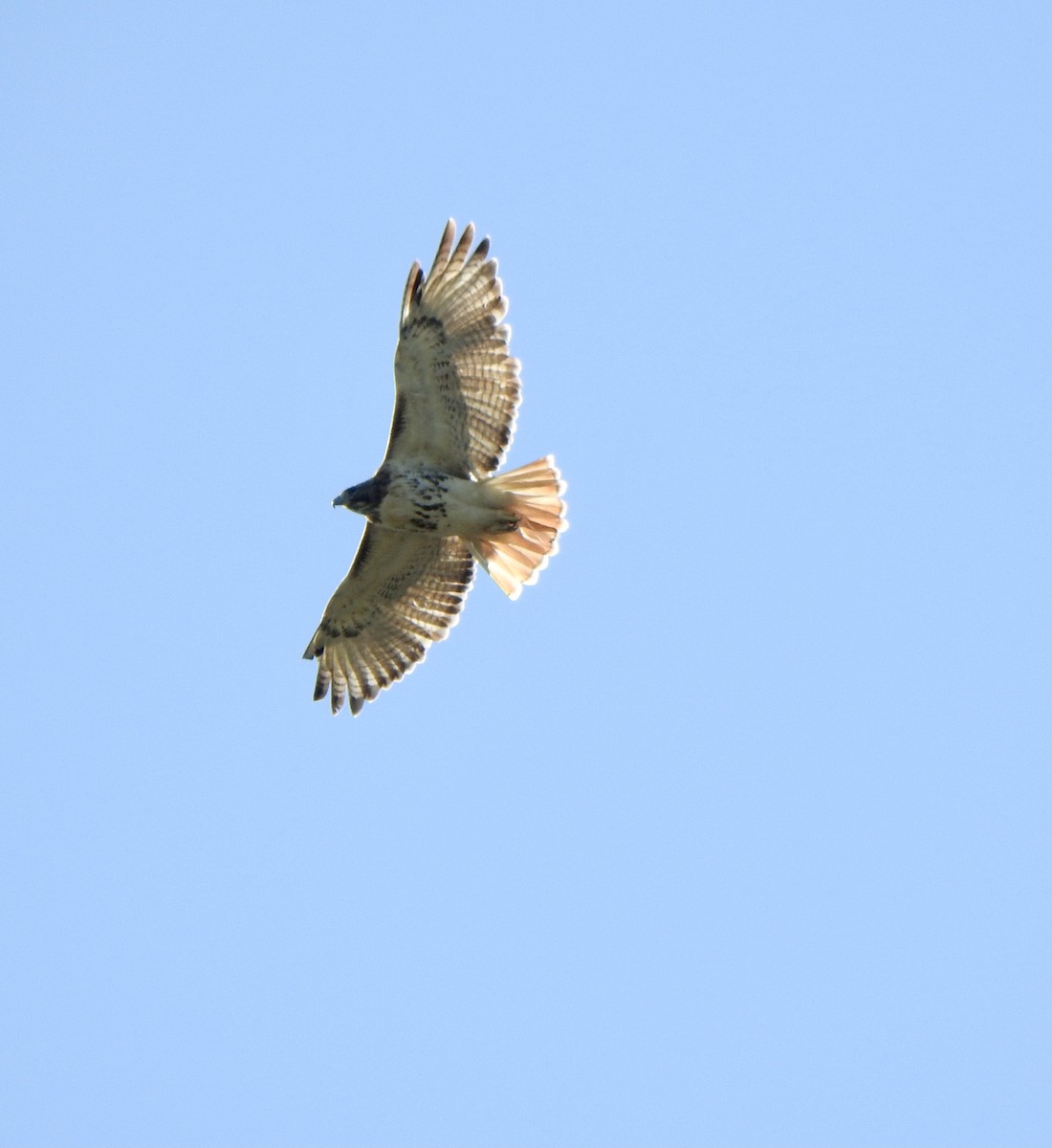 Red-tailed Hawk - ML271813351