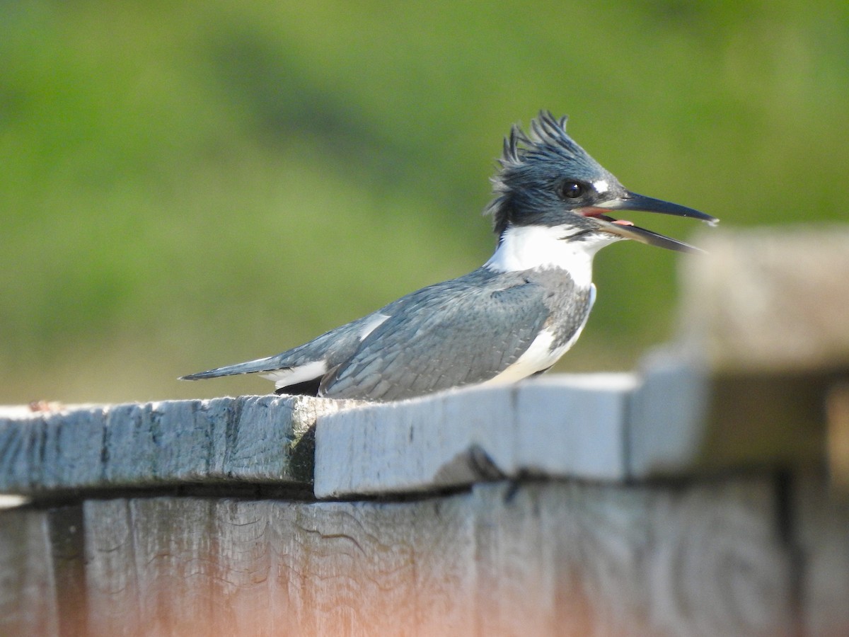 Belted Kingfisher - ML271814171