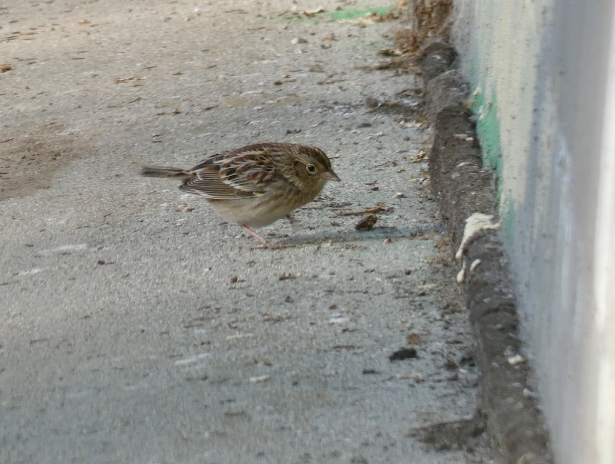 Grasshopper Sparrow - ML271814651