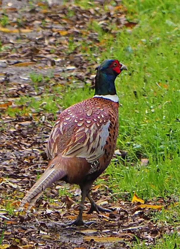 Ring-necked Pheasant - Brian Carruthers
