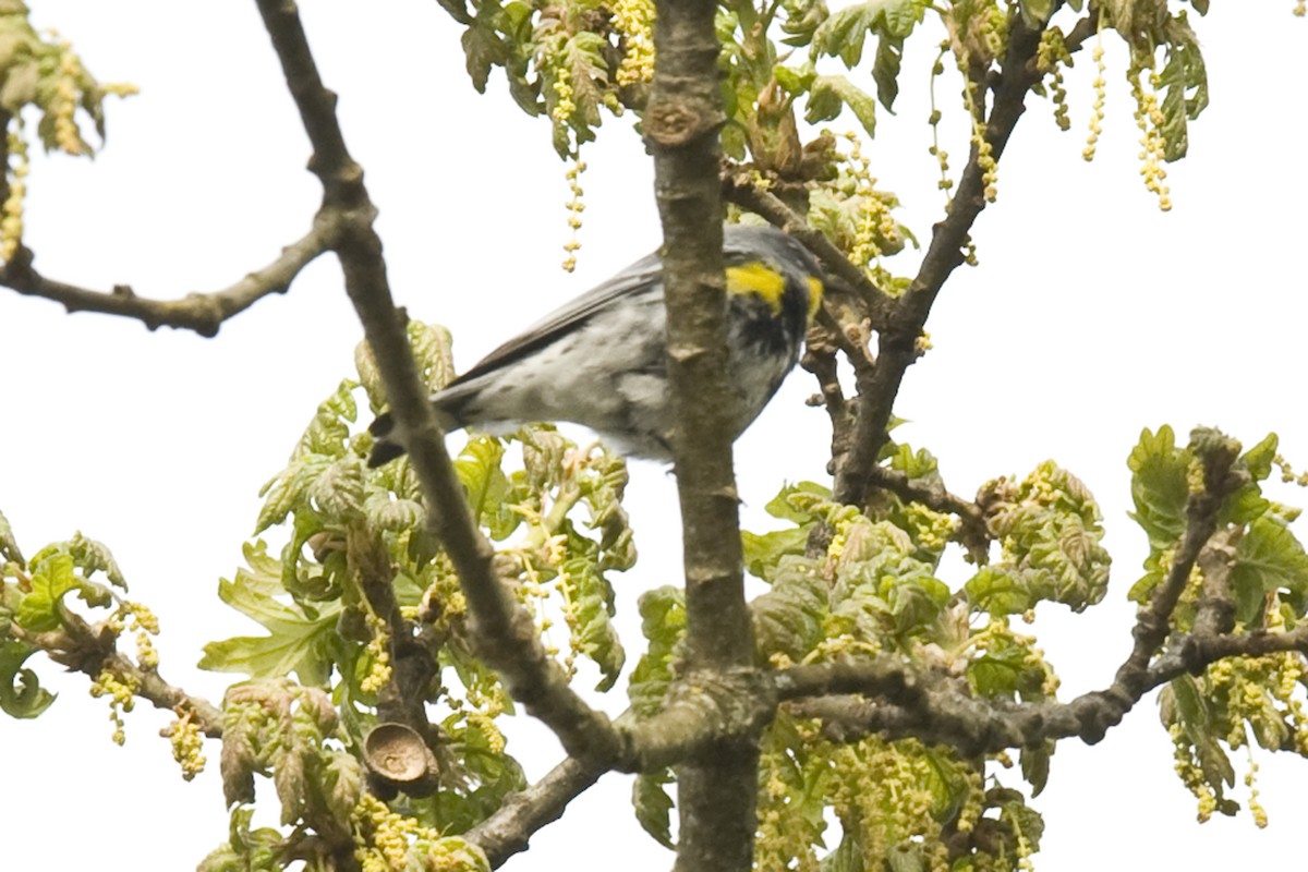 Yellow-rumped Warbler - ML27181871