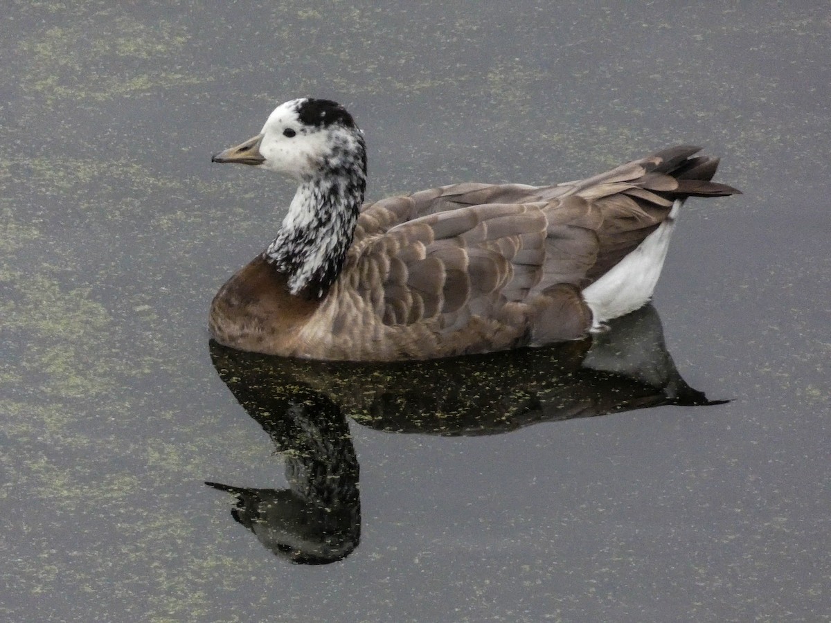 Bar-headed x Canada Goose (hybrid) - Andrew Skotnicki