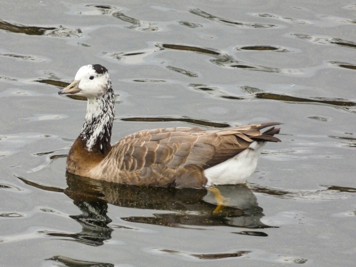 Hybride Oie t te barr e x Bernache du Canada eBird