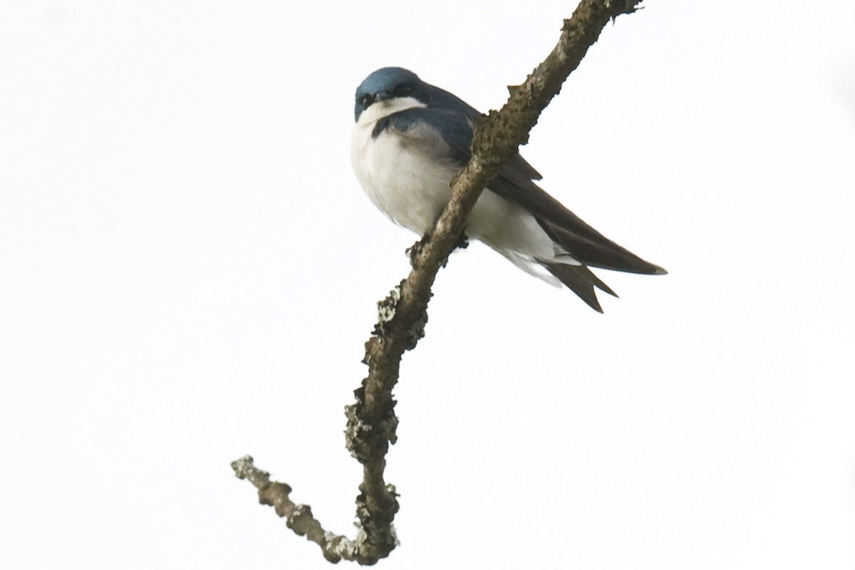 Tree Swallow - ML27182191