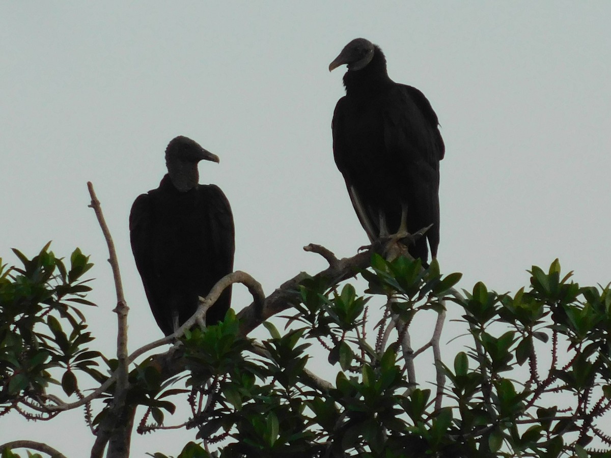 Black Vulture - Vicente Amado Gavidia Medina