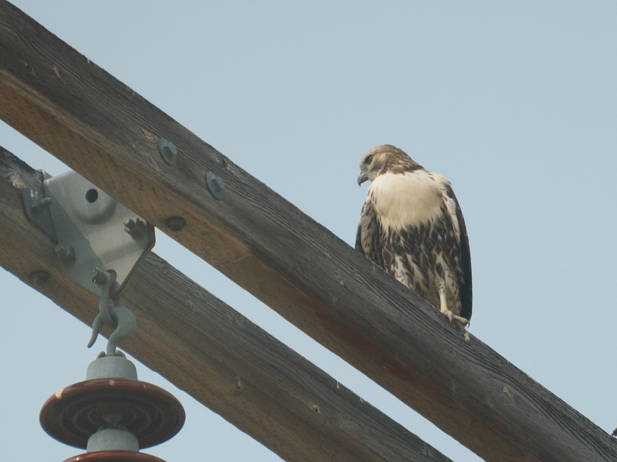Red-tailed Hawk - ML271825301