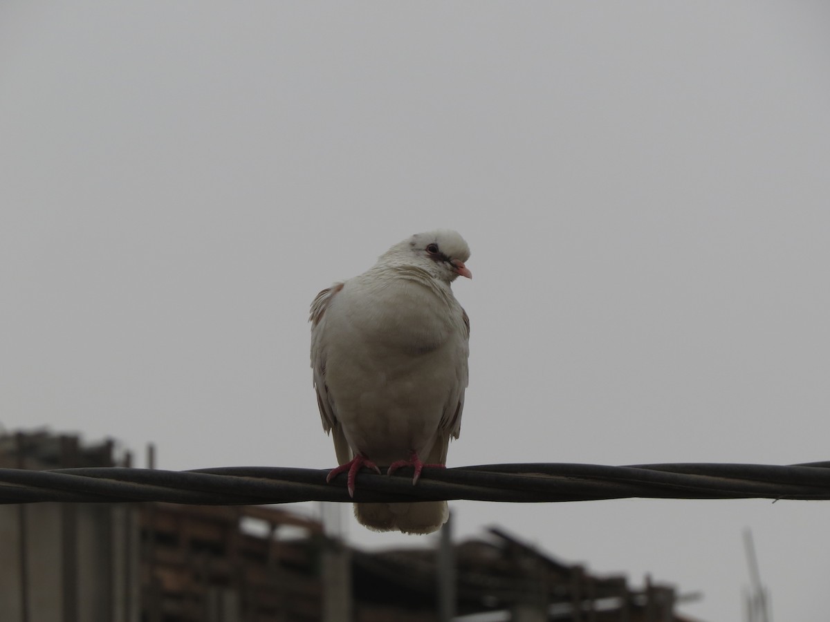 Rock Pigeon (Feral Pigeon) - Andrea Olivera Jara