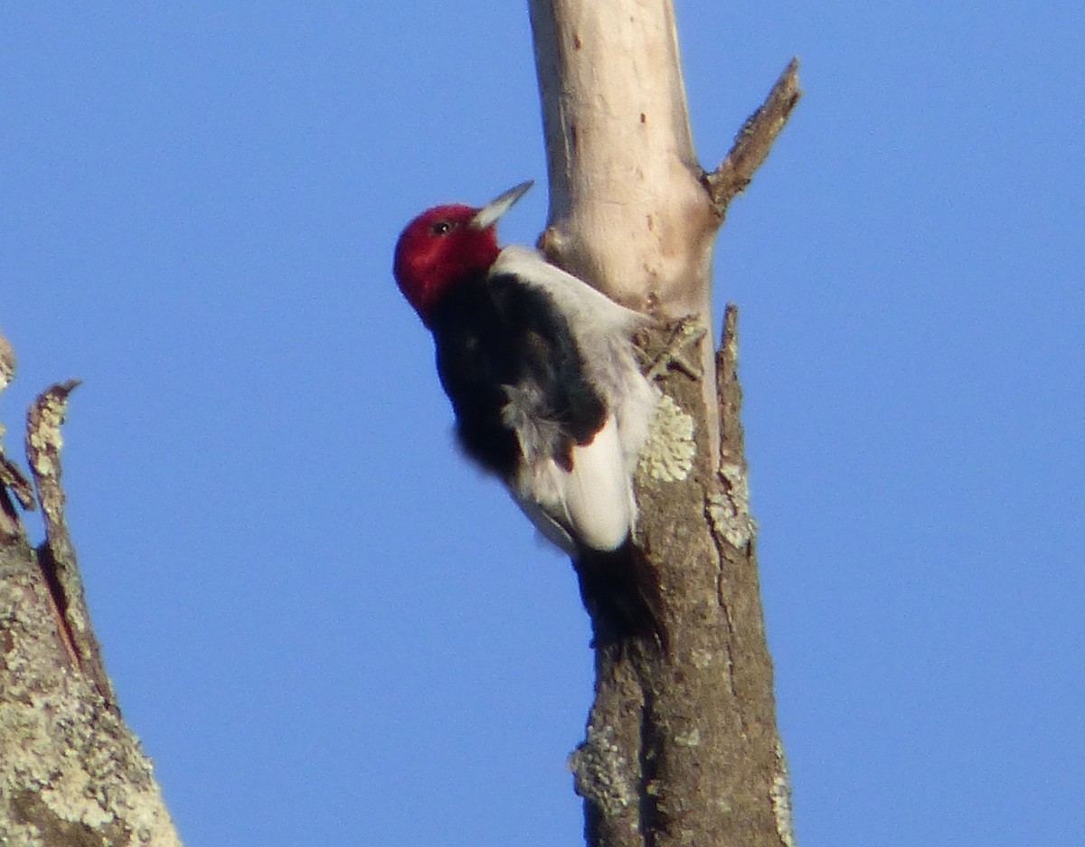 Red-headed Woodpecker - ML27183811