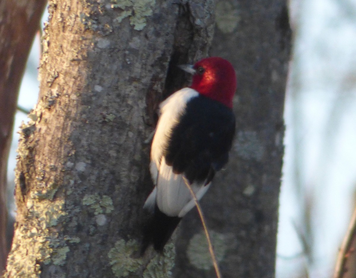 Red-headed Woodpecker - ML27183821