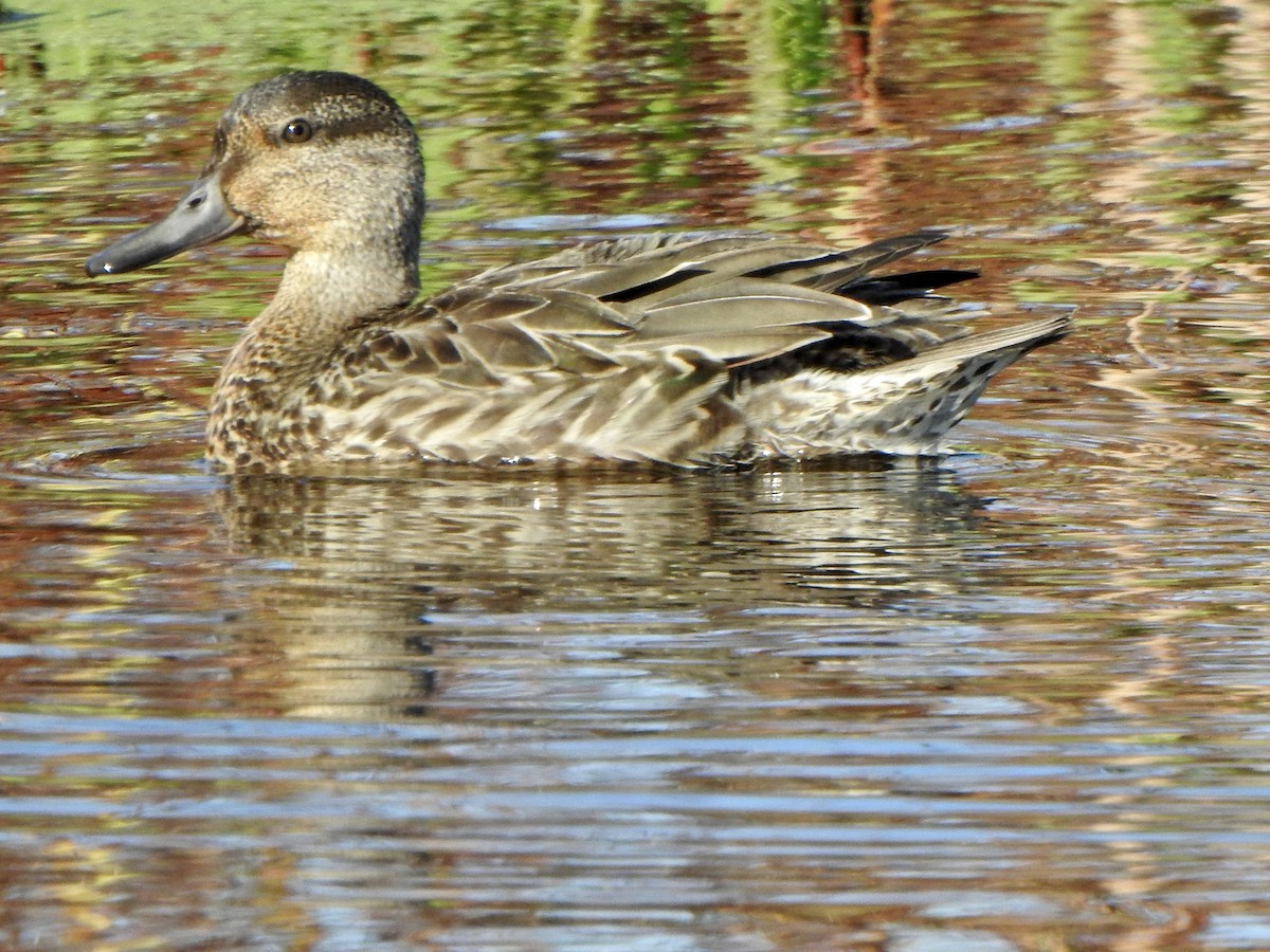 Blue-winged Teal - ML271839741