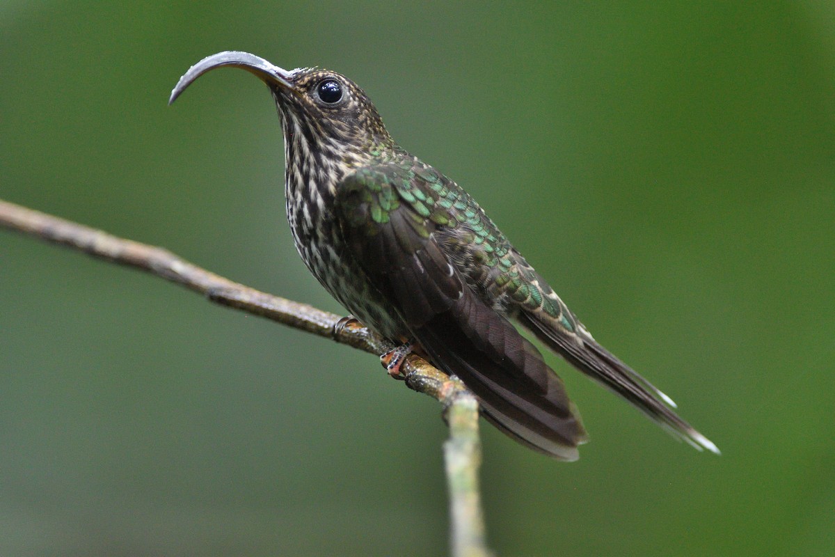 kolibřík orlozobec - ML271845021