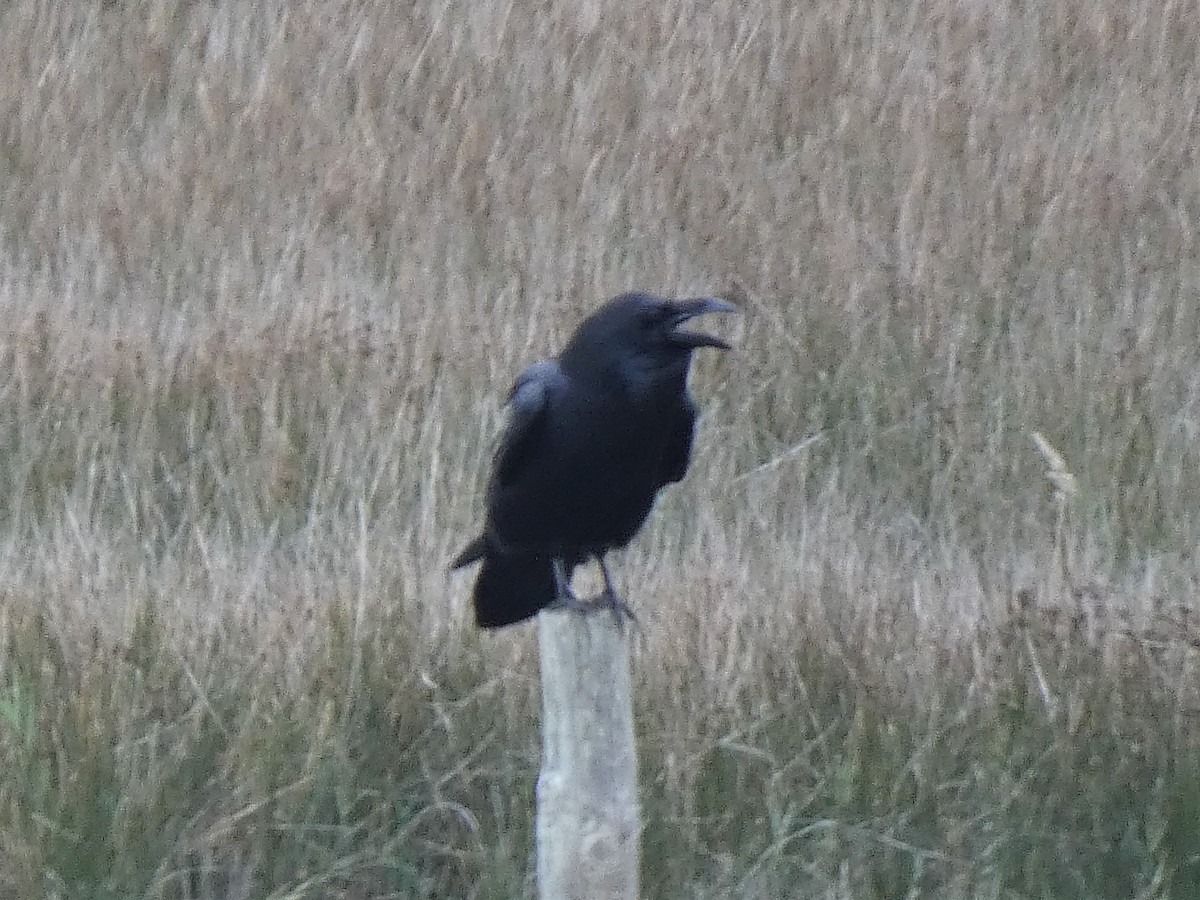 Common Raven - James Court