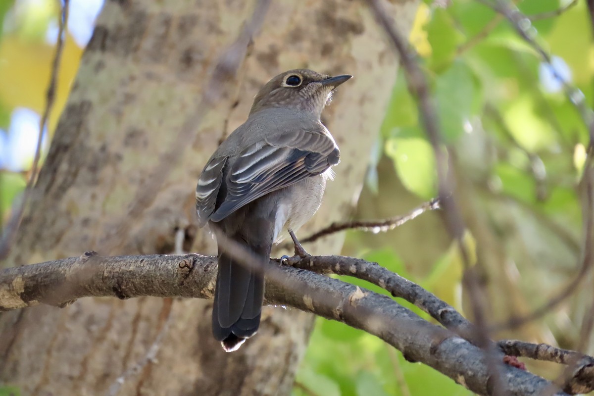 Townsend's Solitaire - ML271857131