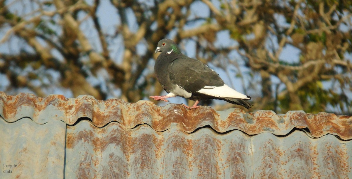 Rock Pigeon (Feral Pigeon) - joaquin cinti lucero