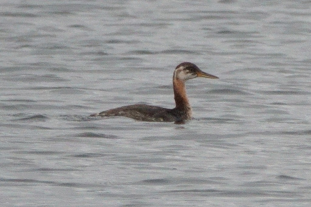 Red-necked Grebe - ML271863811