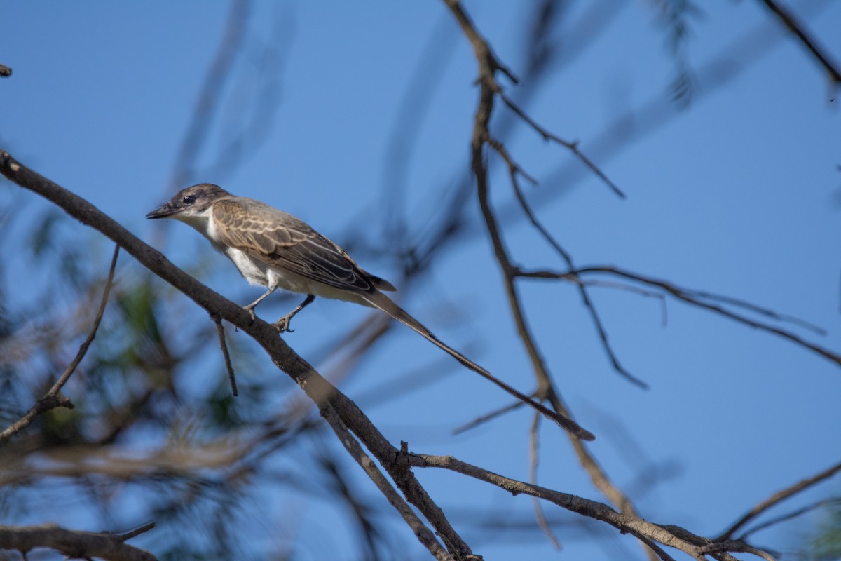 Fork-tailed Flycatcher - ML271863881