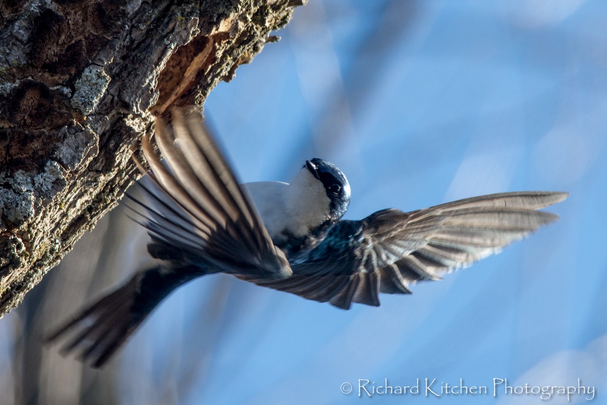 Tree Swallow - Richard Kitchen
