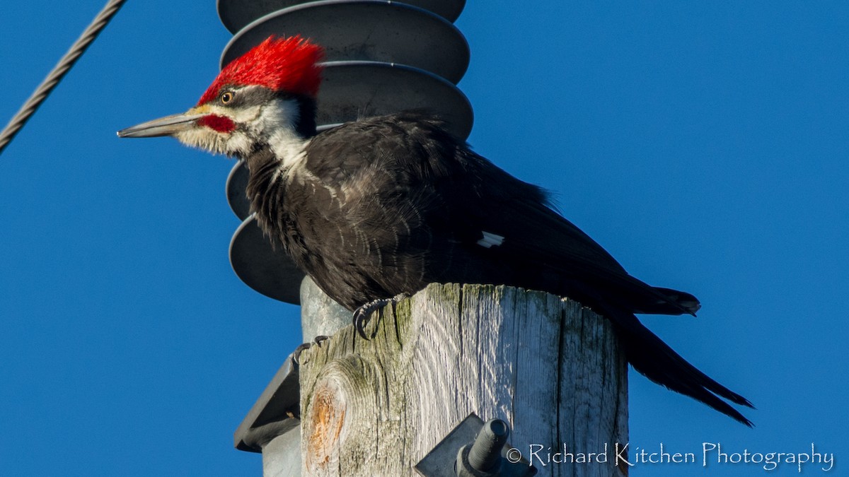 Pileated Woodpecker - Richard Kitchen