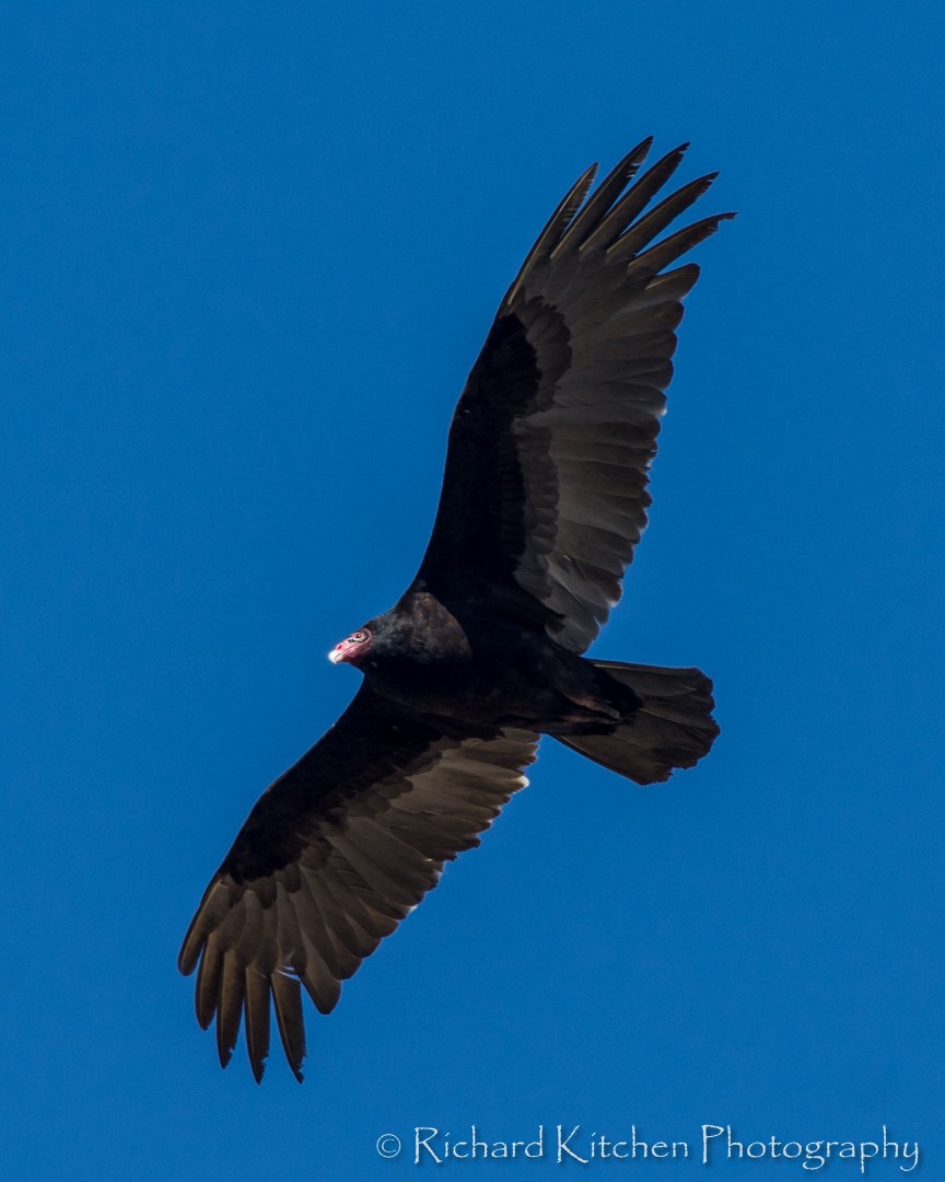 Turkey Vulture - Richard Kitchen