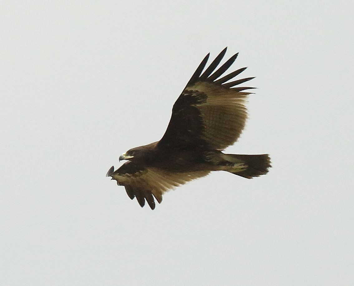 Greater Spotted Eagle - Albin Jacob