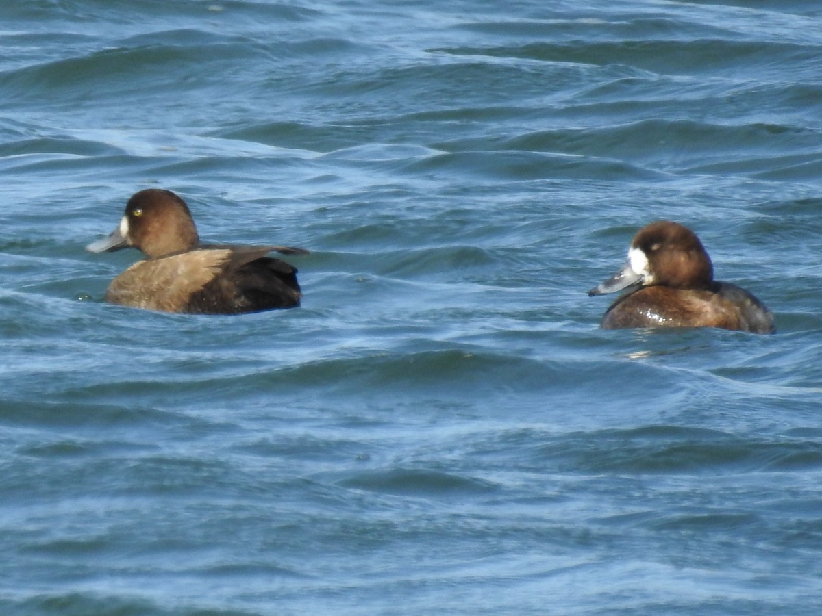 Greater Scaup - Stephen Spector