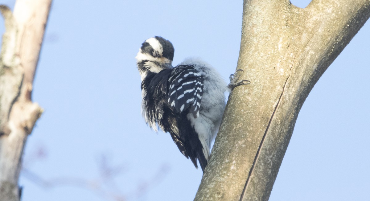 Hairy Woodpecker (Eastern) - Brian Sullivan