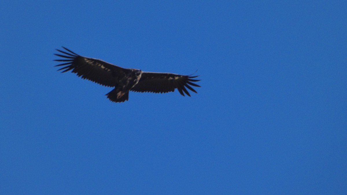Cinereous Vulture - ML271874921